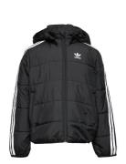 Padded Jacket Sport Jackets & Coats Puffer & Padded Black Adidas Originals